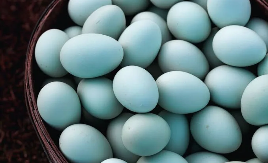 heirloom blue eggs 12524